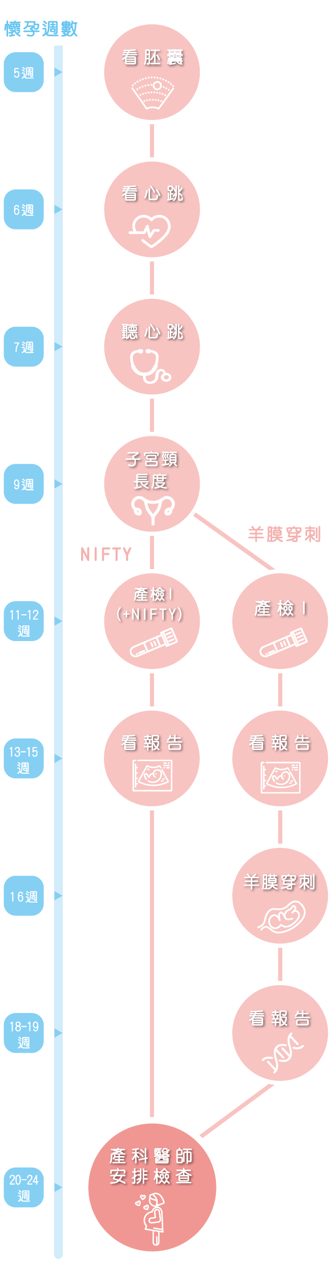 準媽媽專區-懷孕流程